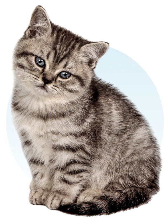 Striped kitten sitting against a dark background.